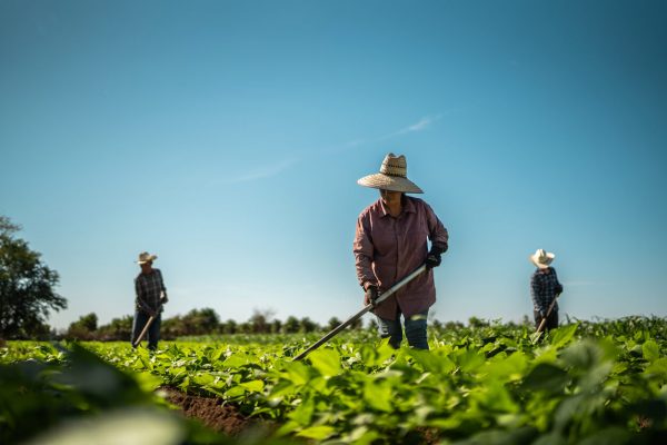 Three farmworkers use hand tools to cultivate green crops in a field under a clear blue sky.